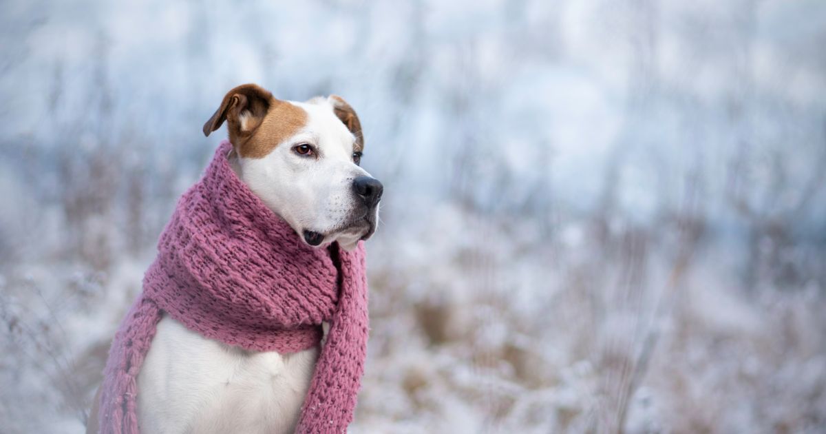 jak-poznat-ze-je-psovi-zima (2)